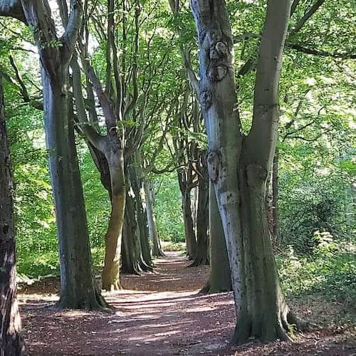 Een bospad met hoge bomen
