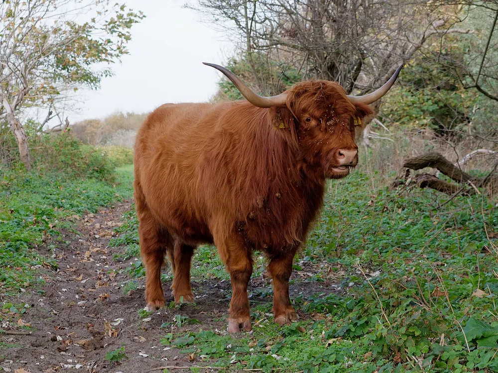 Een Schotse hooglander op een duinpad in het Westduinpark, Den Haag